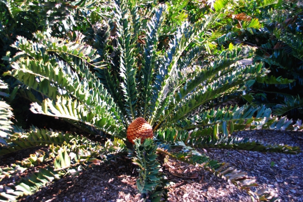 Zdjęcie z Australii - Australijska flora