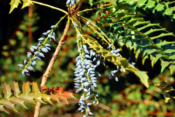 Zdjęcie z Australii - Australijska flora