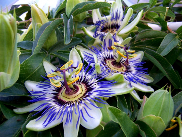 Zdjęcie z Australii - Kwitnie passionfruit