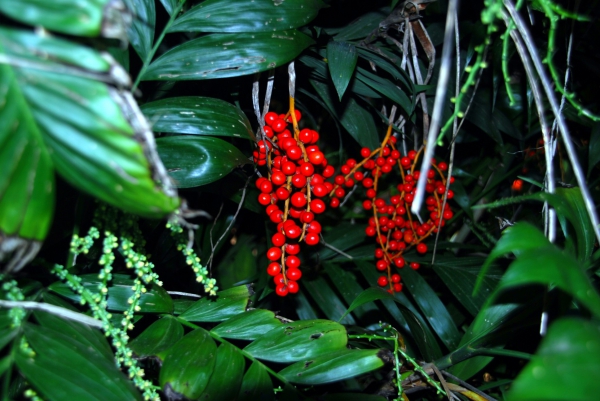 Zdjęcie z Australii - Australijska flora