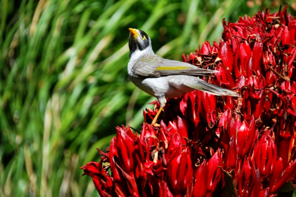 Zdjęcie z Australii - Noisyminer na wielkim 