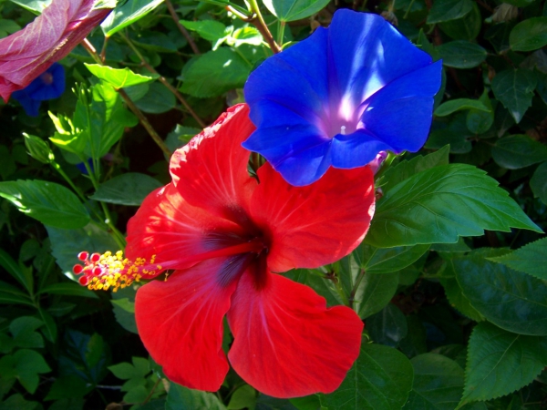 Zdjęcie z Hiszpanii - Powoje i hibiskusy 