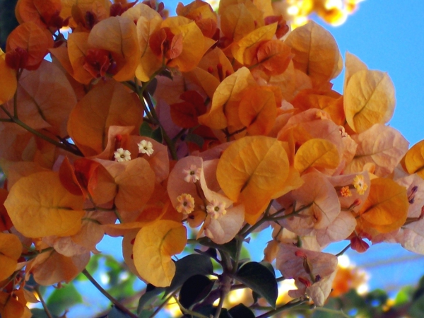 Zdjęcie z Hiszpanii - Srodziemnomorska flora