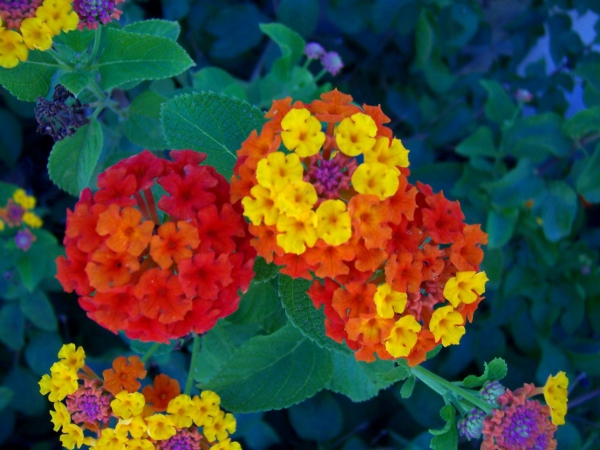 Zdjęcie z Hiszpanii - Srodziemnomorska flora