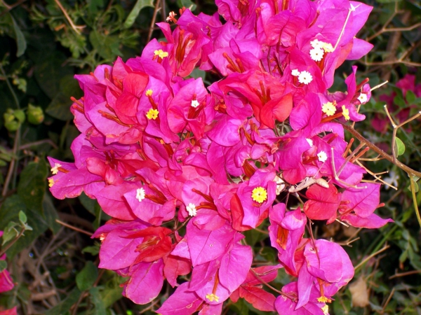 Zdjęcie z Hiszpanii - Srodziemnomorska flora