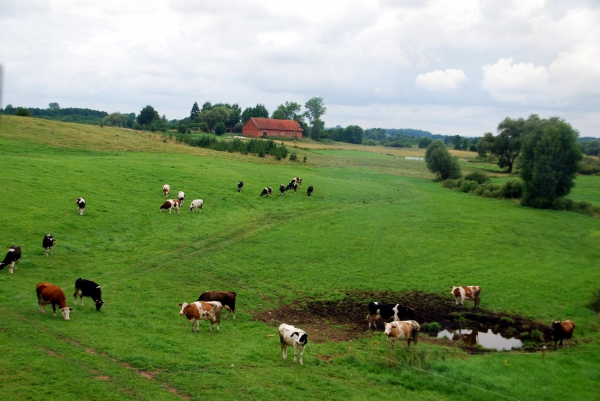 Zdjęcie z Polski - Widok z okna kolejki