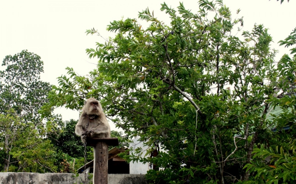 Zdjęcie z Tajlandii - Koh Paluay