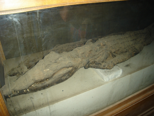 Zdjęcie z Egiptu - Kom-Ombo