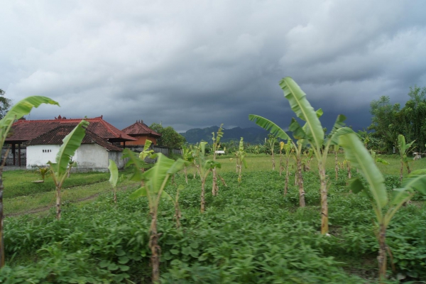 Zdjęcie z Indonezji - 