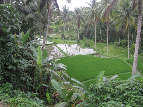 Zdjęcie z Indonezji - 