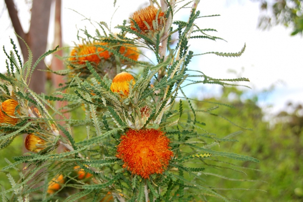 Zdjęcie z Australii - Australijska flora