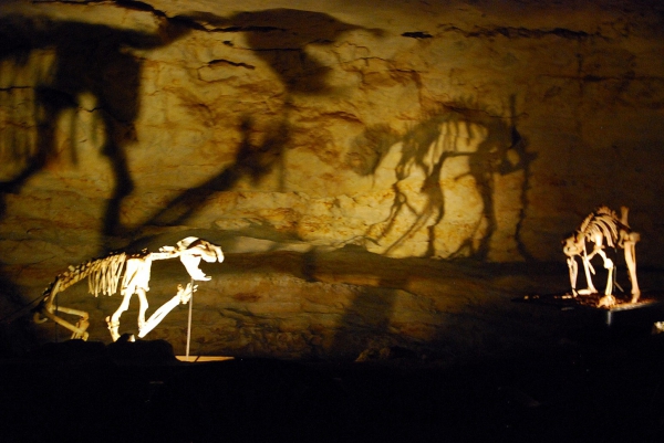 Zdjęcie z Australii - Szkielety lwa workowatego