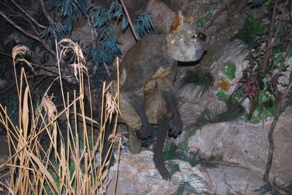 Zdjęcie z Australii - W Fossil Centre