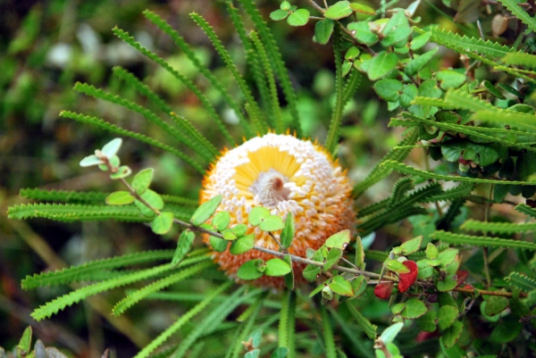 Zdjęcie z Australii - Australijska flora