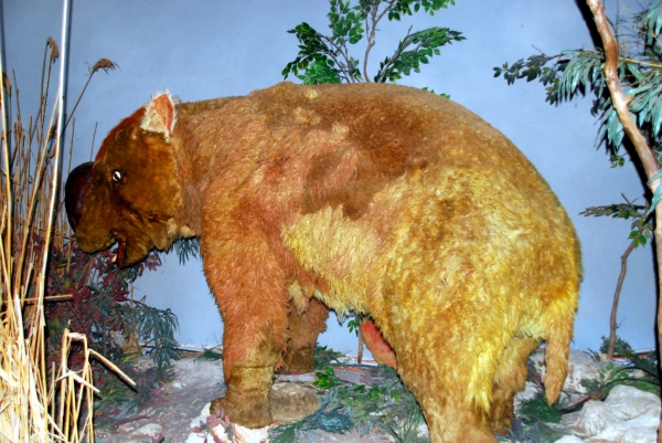 Zdjęcie z Australii - Diprotodon - ruchomy,