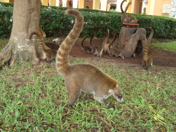 Zdjęcie z Meksyku - coati