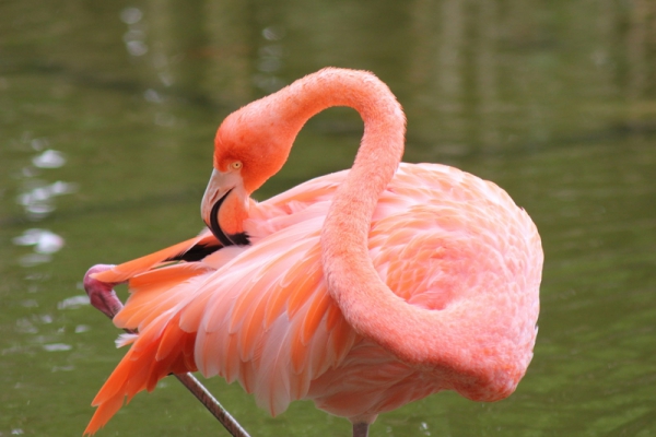 Zdjęcie z Meksyku - hotelowe flamingi