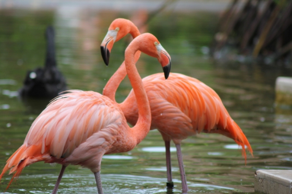 Zdjęcie z Meksyku - hotelowe flamingi