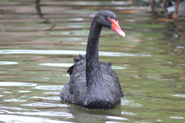Zdjęcie z Meksyku - 