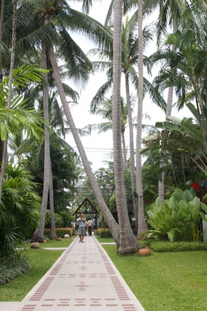Zdjęcie z Tajlandii - Amari Palm Reef