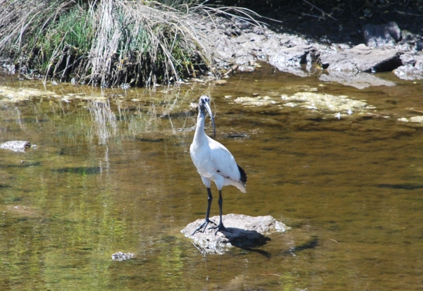 Zdjęcie z Australii - Ibis czarnopióry