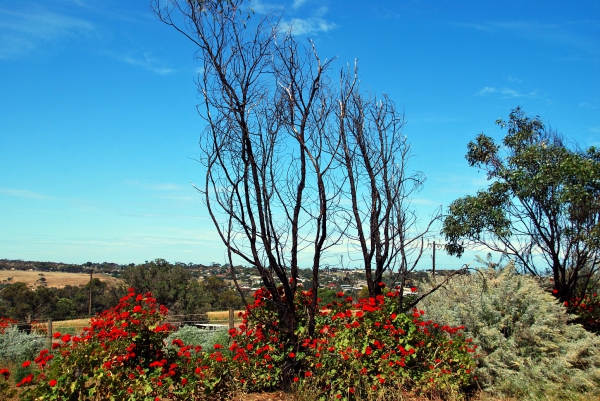 Zdjęcie z Australii - Old Noarlunga