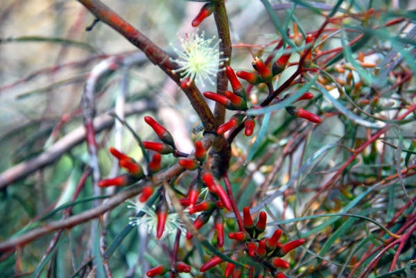 Zdjęcie z Australii - Australijska flora