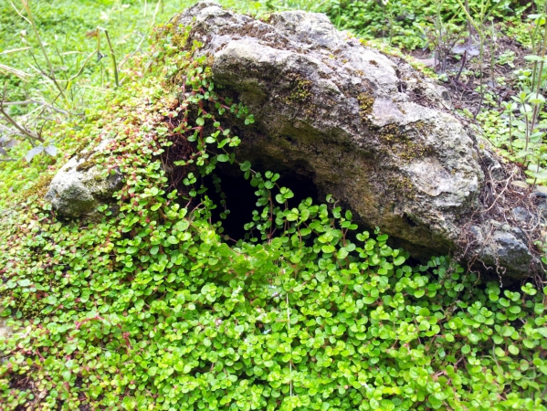 Zdjęcie z Australii - Umpherston Sinkhole 