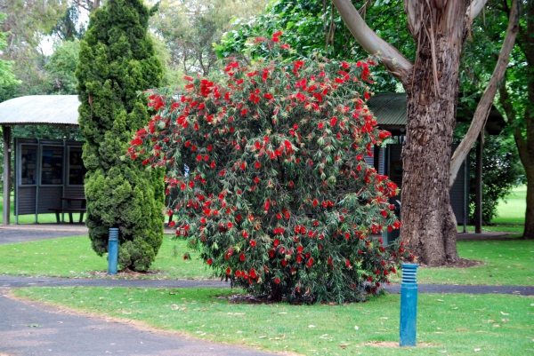 Zdjęcie z Australii - Park wokol ogrodu