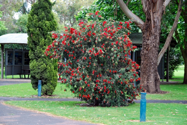 Zdjęcie z Australii - Park wokol ogrodu