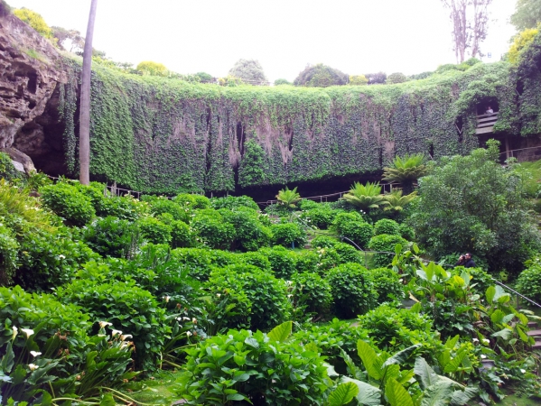 Zdjęcie z Australii - Ogrod Umpherston Sinkhole