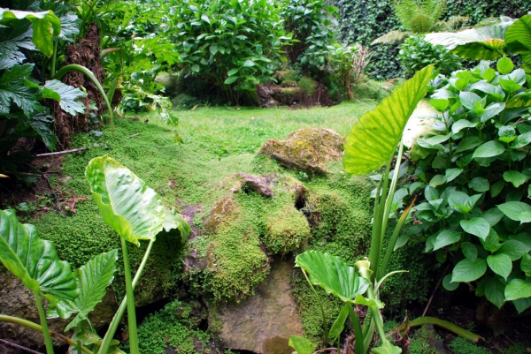 Zdjęcie z Australii - Ogrod Umpherston Sinkhole