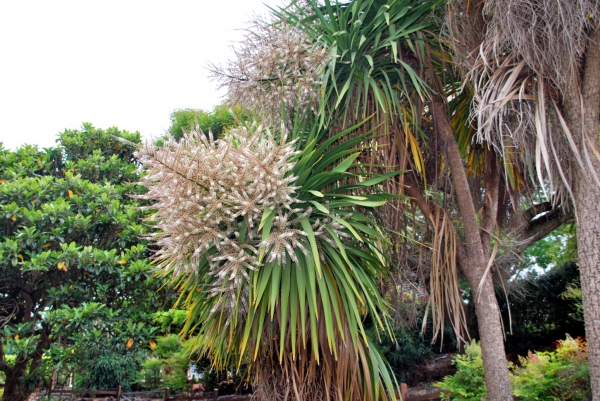 Zdjęcie z Australii - Australijska flora