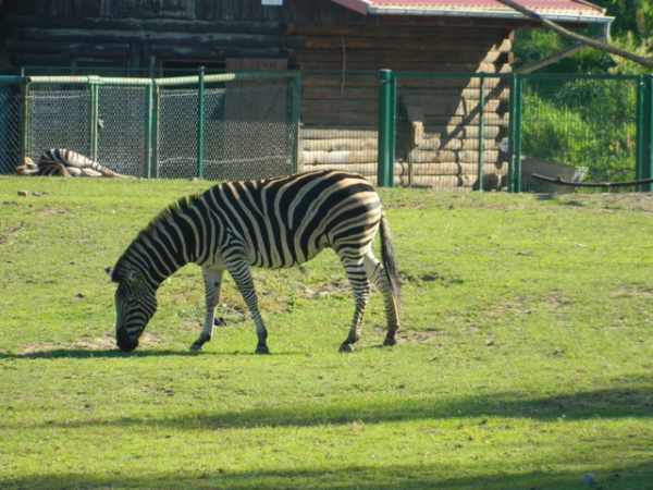 Zdjęcie z Polski - zebra