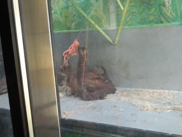 Zdjęcie z Polski - orangutan