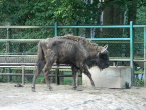 Zdjęcie z Polski - 
