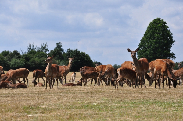 Zdjęcie z Wielkiej Brytanii - Richmond Park
