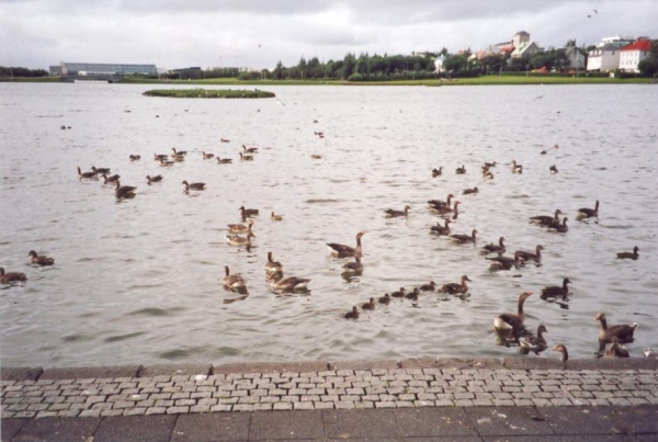 Zdjęcie z Islandii - Reykjavik
