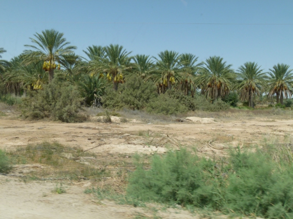 Zdjęcie z Tunezji - Droga do Douz