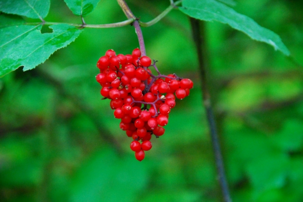 Zdjęcie z Polski - Lesna flora