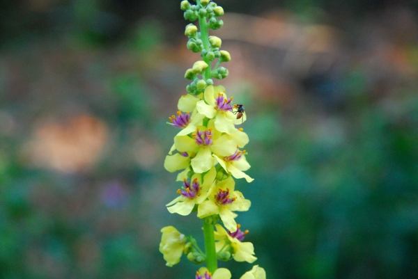 Zdjęcie z Polski - Lesna fauna i flora