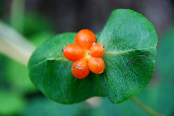 Zdjęcie z Polski - Lesna fauna i flora
