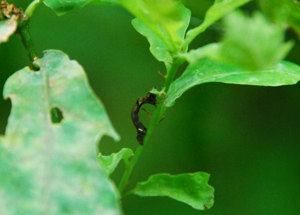 Zdjęcie z Polski - Lesna fauna i flora