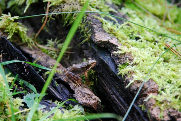 Zdjęcie z Polski - Fauna i flora