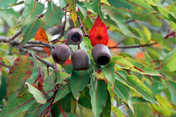 Zdjęcie z Australii - Owoce eukaliptusa