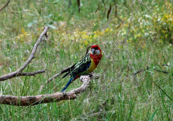 Zdjęcie z Australii - Piekna rosella w buszu