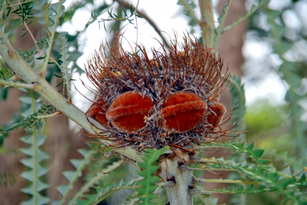 Zdjęcie z Australii - Australijska flora