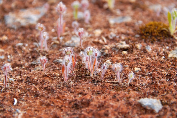 Zdjęcie z Australii - Australijska flora