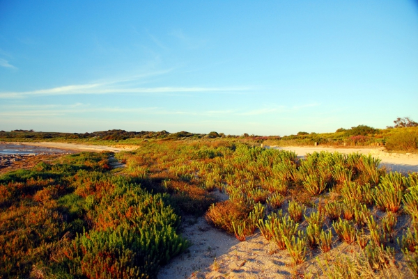 Zdjęcie z Australii - Brzegi laguny Coorong