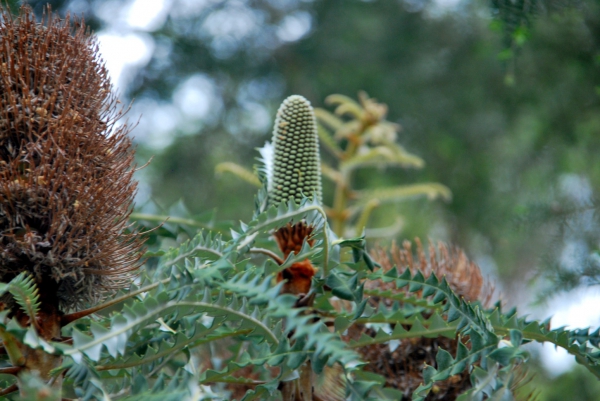 Zdjęcie z Australii - Australijska flora